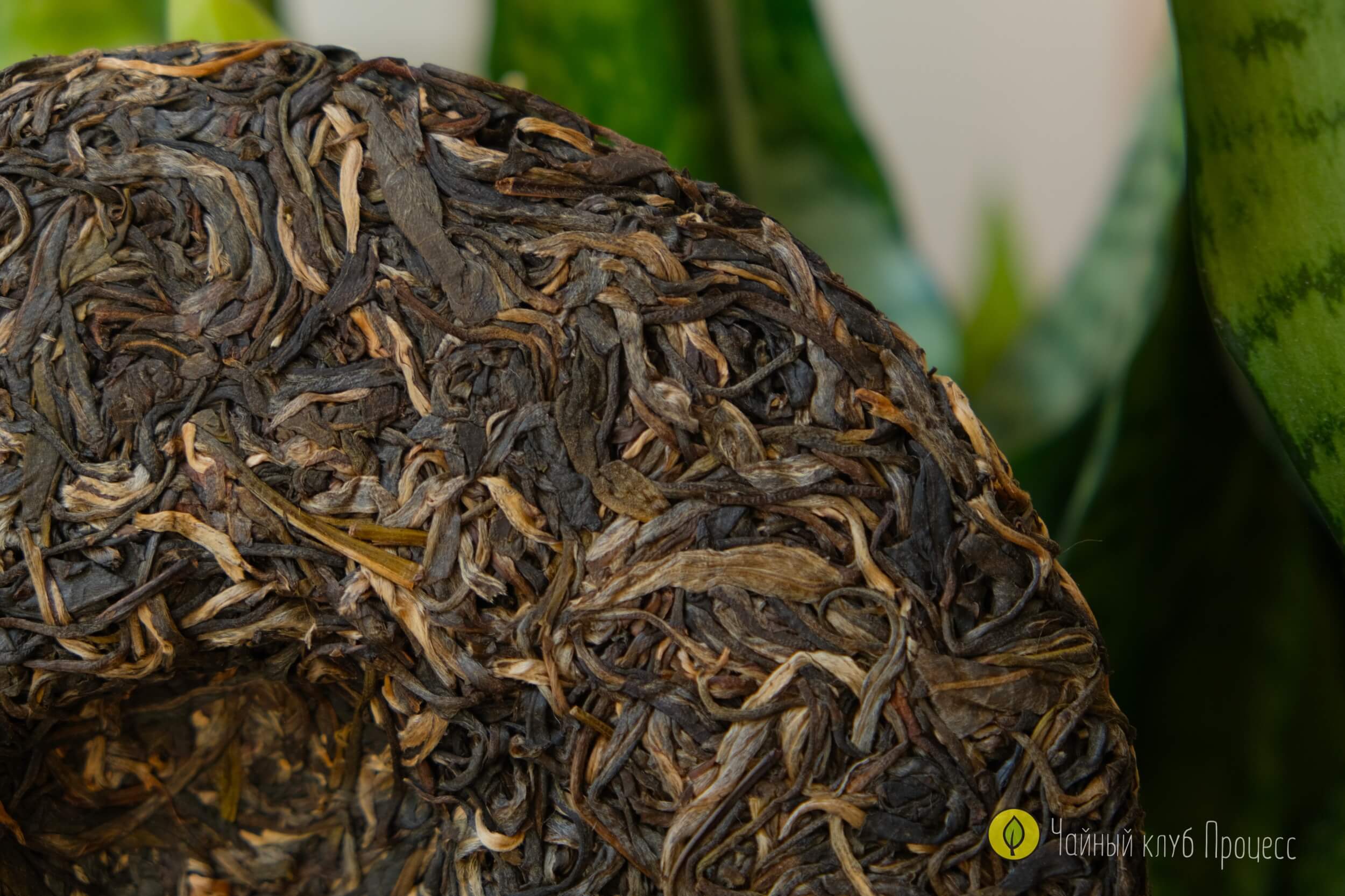 Шэн пуэр Лао Ман Э 2021 года