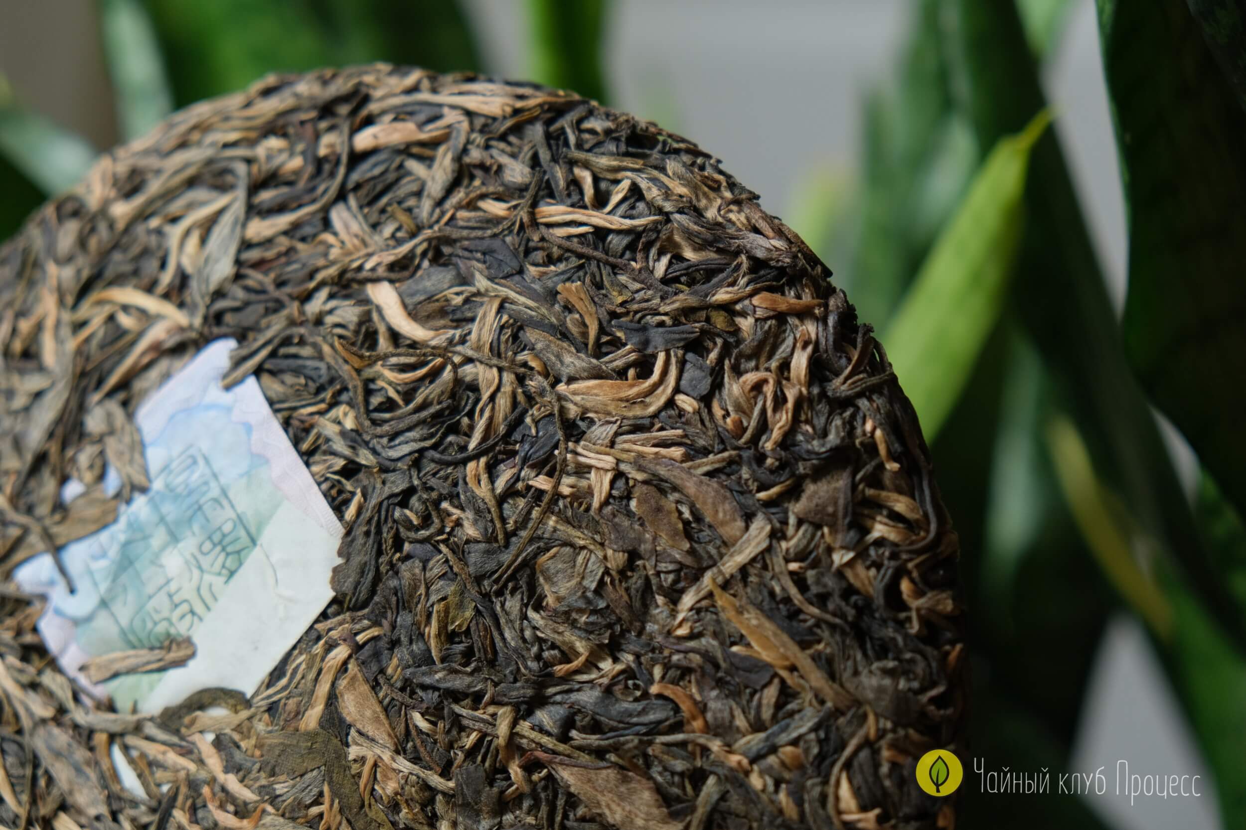 Шэн пуэр “Биндао Чунь Цзянь"