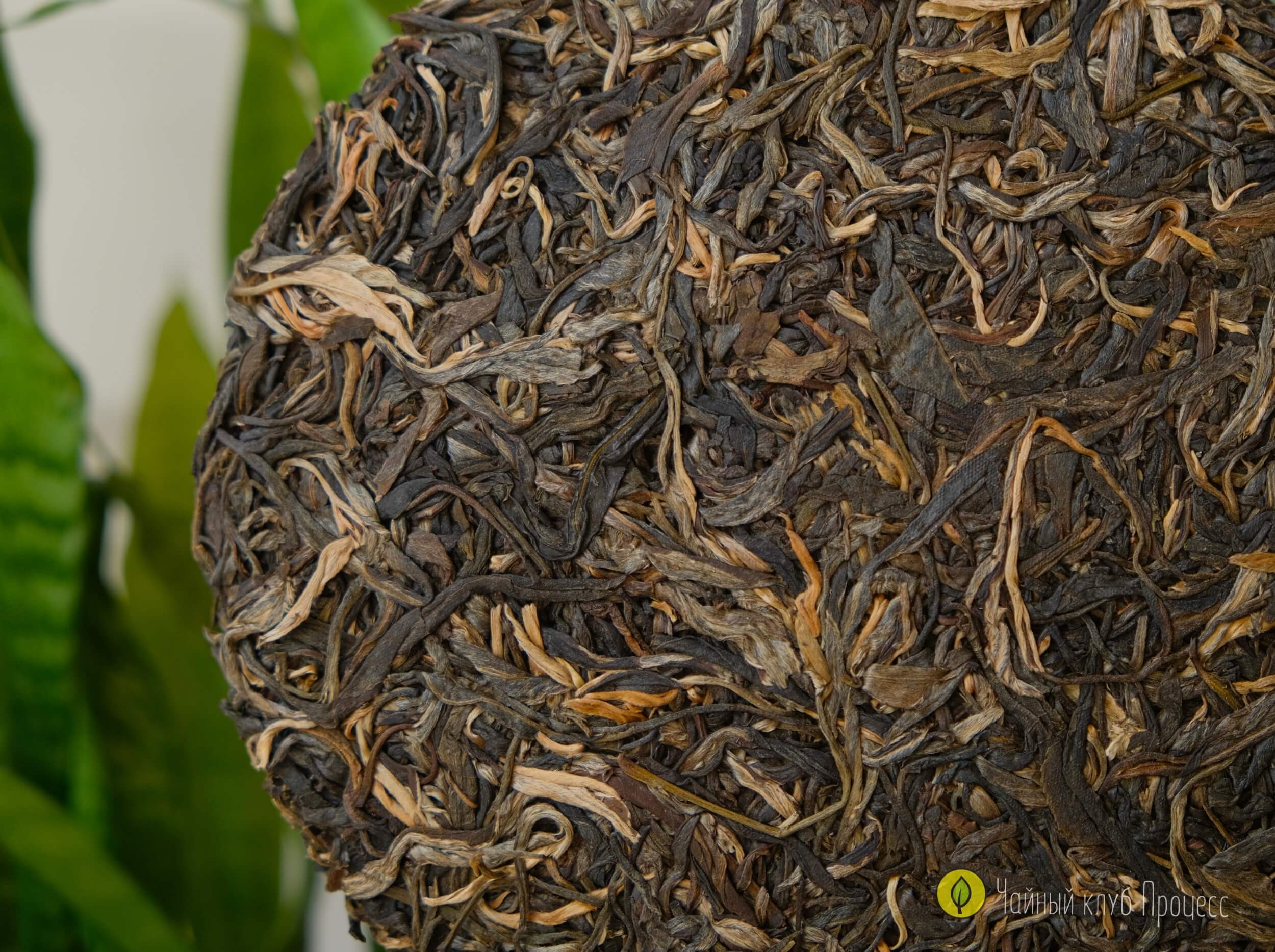 Шэн пуэр Лао Ман Э 2021 года