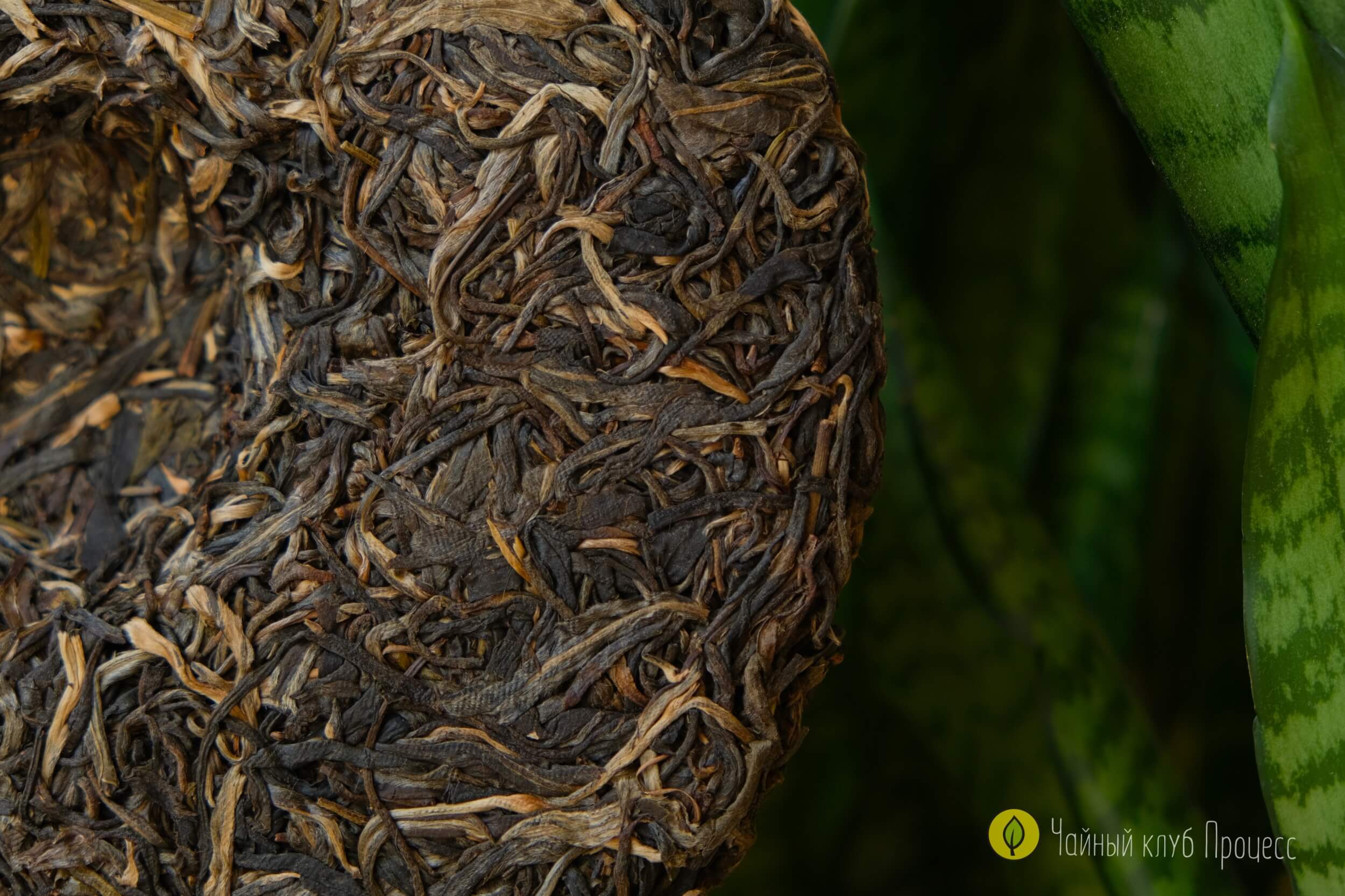 Шэн пуэр Лао Ман Э 2021 года