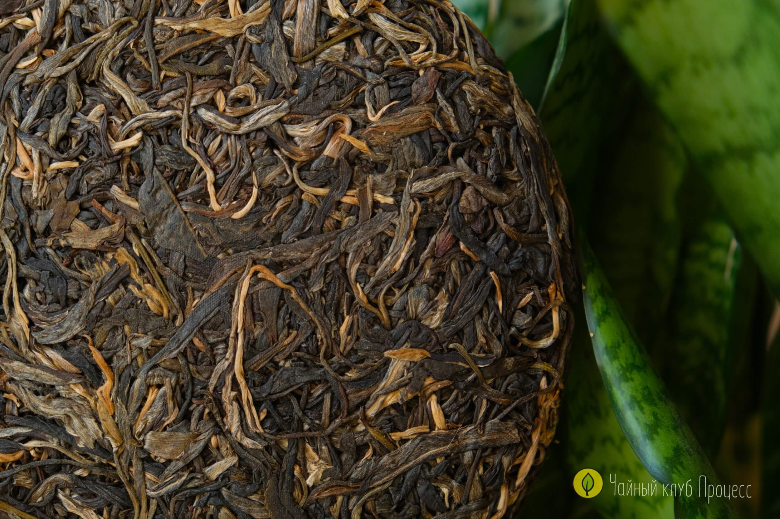 Шэн пуэр Лао Ман Э 2021 года