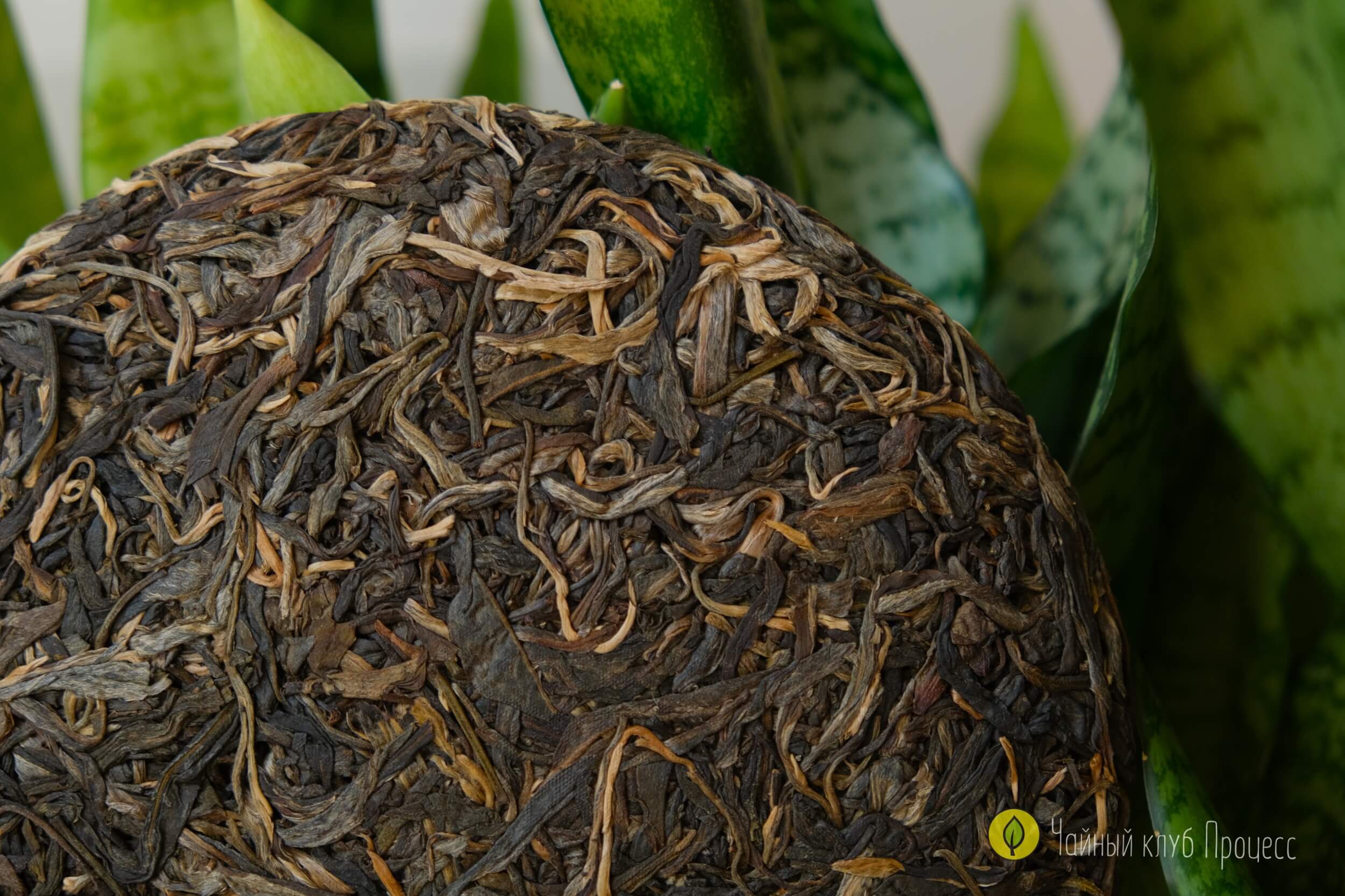 Шэн пуэр Лао Ман Э 2021 года