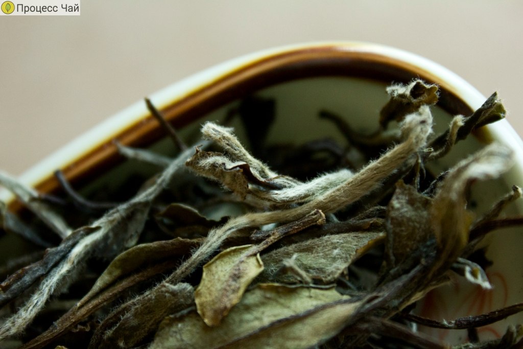 Бай Му Дань: молодой чай, макро